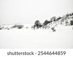 Snowy Curves and Hills in Daegwallyeong Sheep Farm