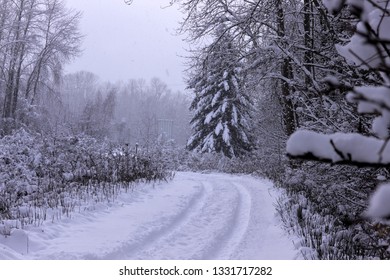 Snowy Day At Deas Island Regional Park. Delta, British Columbia. 12-Feb-2019