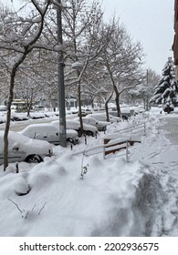 Snowy Day And Tree Line