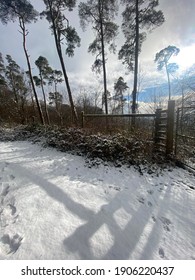 Snowy December Forest Landscape, UK