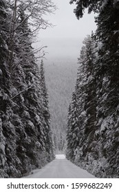 A Snowy Driveway Lined By Trees 