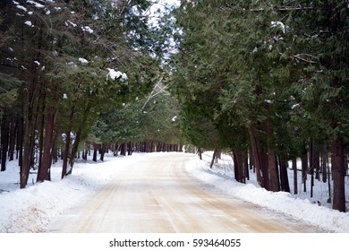 Snowy Driveway With Pine Trees