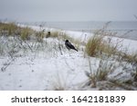 Snowy dunes with hooded crows looking for food on frozen beach of Baltic sea