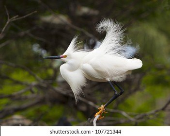 Snowy Egret.