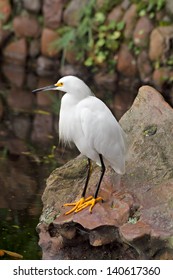 Snowy Egret