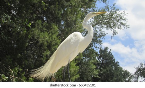 Snowy Egret