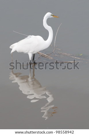 Great Egret On Prowl >> Snowy Egret Ardea Alba Prowls Murrells Stock Photo Edit Now Great Egret On Prowl >> Snowy Egret Ardea Alba Prowls Murrells Stock Photo Edit Now