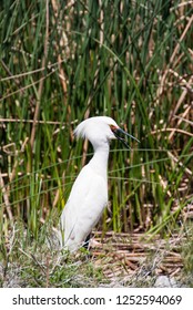 Snowy Egret Bear River Migratory Bird Refuge Utah