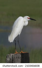 Snowy Egret Bear River Migratory Bird Refuge, Utah