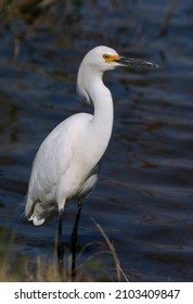 Snowy Egret Bear River Migratory Bird Refuge, Utah