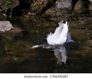 Snowy Egret Bird Close-up Profile View Underwater Displaying White Feathers, Head, Beak, Eye, Fluffy Plumage, Yellow Feet In Its Environment And Surrounding.