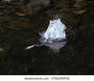 Snowy Egret Bird Close-up Profile View Underwater Displaying White Feathers, Head, Beak, Eye, Fluffy Plumage, Yellow Feet In Its Environment And Surrounding.