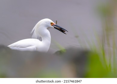 
The snowy egret is  with bluegill fish. An Egretta thula is fishing. Wading  bird is in the hunt. Bird with fish.Achievement concept.