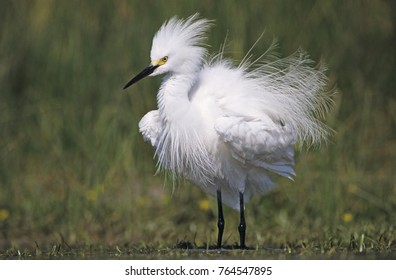 Snowy Egret, Egretta Thula, Adult Preening, Lake Corpus Christi, Texas, USA, May