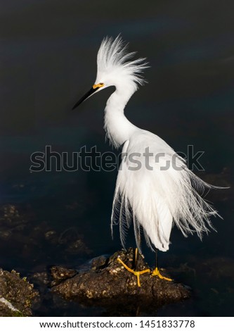 Similar – Image, Stock Photo bird Bird Zoo Ocean White