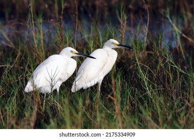 Snowy Egret (Egretta Thula) Couple Hiding In Aquatic Vegetation