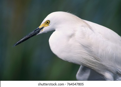 Snowy Egret, Egretta Thula,adult, Lake Corpus Christi, Texas, USA, May