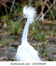 Snowy Egret enjoying the sun and the water in Trinidad & Tobago