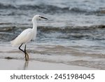 Snowy Egret fishing on the beach of Caribbean sea
