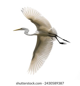 snowy egret in flight on solid white background