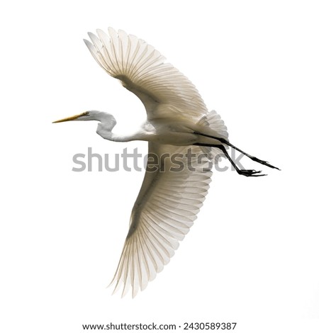 snowy egret in flight on solid white background