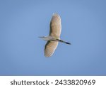 Snowy egret flying with blue sky background.The snowy egret (Egretta thula) is a small white heron. Adult snowy egrets are entirely white apart from the yellow lores between the long black bill.