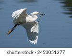 Snowy egret flying over a lake