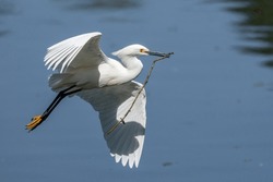 Snowy Egret Flying Over A Lake