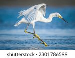 Snowy Egret is flying over the water looking for prey. Beautiful Egret Photo.