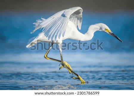 Snowy Egret is flying over the water looking for prey. Beautiful Egret Photo.