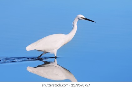 Snowy Egret Hunting For Food In Shallow Water. Milnerton Lagoon, Cape Town, South Africa.