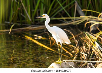 Snowy Egret At Lake Murray