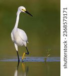 Snowy Egret looking at a plant