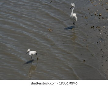 Snowy Egret (s) In Folly Island, SC