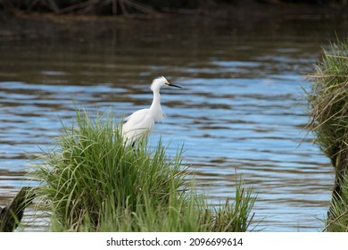 A Snowy Egret searching for food.