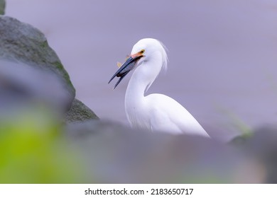 Snowy Egret Snapping Up A Blue Gill Fish. Egretta Thula. Bird With Fish.