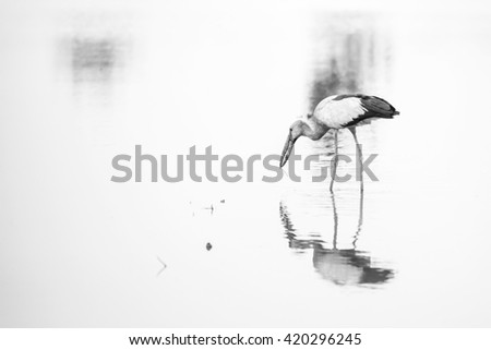 Similar – Great crested grebe swimming on a lake