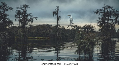 A snowy egret stops on the branch of a cypress tree in the middle of Lake Martin, a bayou in the swampland surrounding Breaux Bridge in the St. Martin Parish of Louisiana, USA.