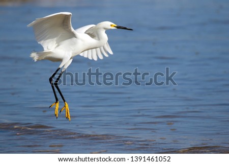 Snowy Egret taking flight off the Pacific Coast in Costa Rica