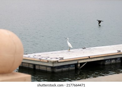 A Snowy Egret At Tempe Town Lake