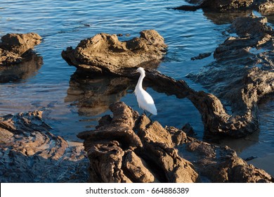 snowy egret in a tide pool at Corona Del Mar beach in Newport Beach California
