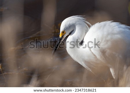Snowy Egret wading in water surrounded by plants.