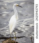 Snowy Egret waiting for a meal - Merritt Island Bird