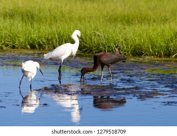 Snowy Egrets All White Black Bill Stock Photo 1279518709 | Shutterstock