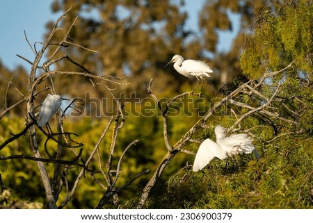 Snowy egrets (Egretta thula) on the tree, Lakeshore Park, Newark. 