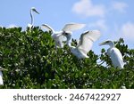 Snowy egrets nesting and feeding on a small island rookery in Lemon Bay near Manasota Key Florida.