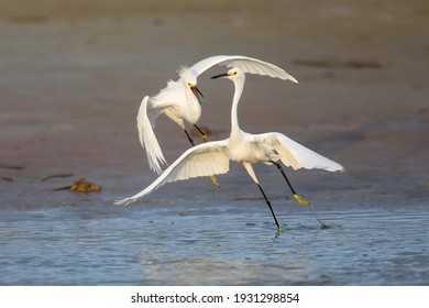 Snowy Egrets At The North Beach At Fort De Soto Park, St. Petersburg, FL