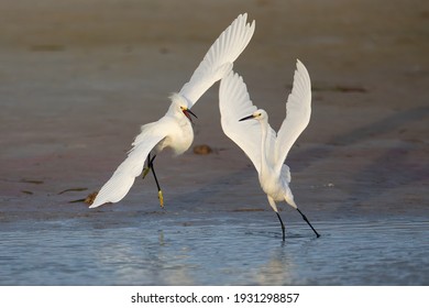 Snowy Egrets At The North Beach At Fort De Soto Park, St. Petersburg, FL