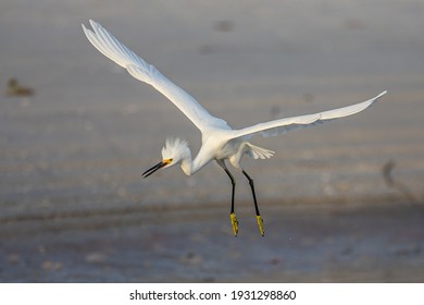 Snowy Egrets At The North Beach At Fort De Soto Park, St. Petersburg, FL