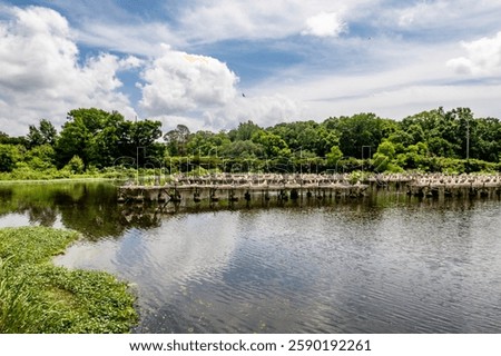 Snowy egrets perch on platforms surrounded by water at Bird City, part of Jungle Gardens at Avery Island, Louisiana.